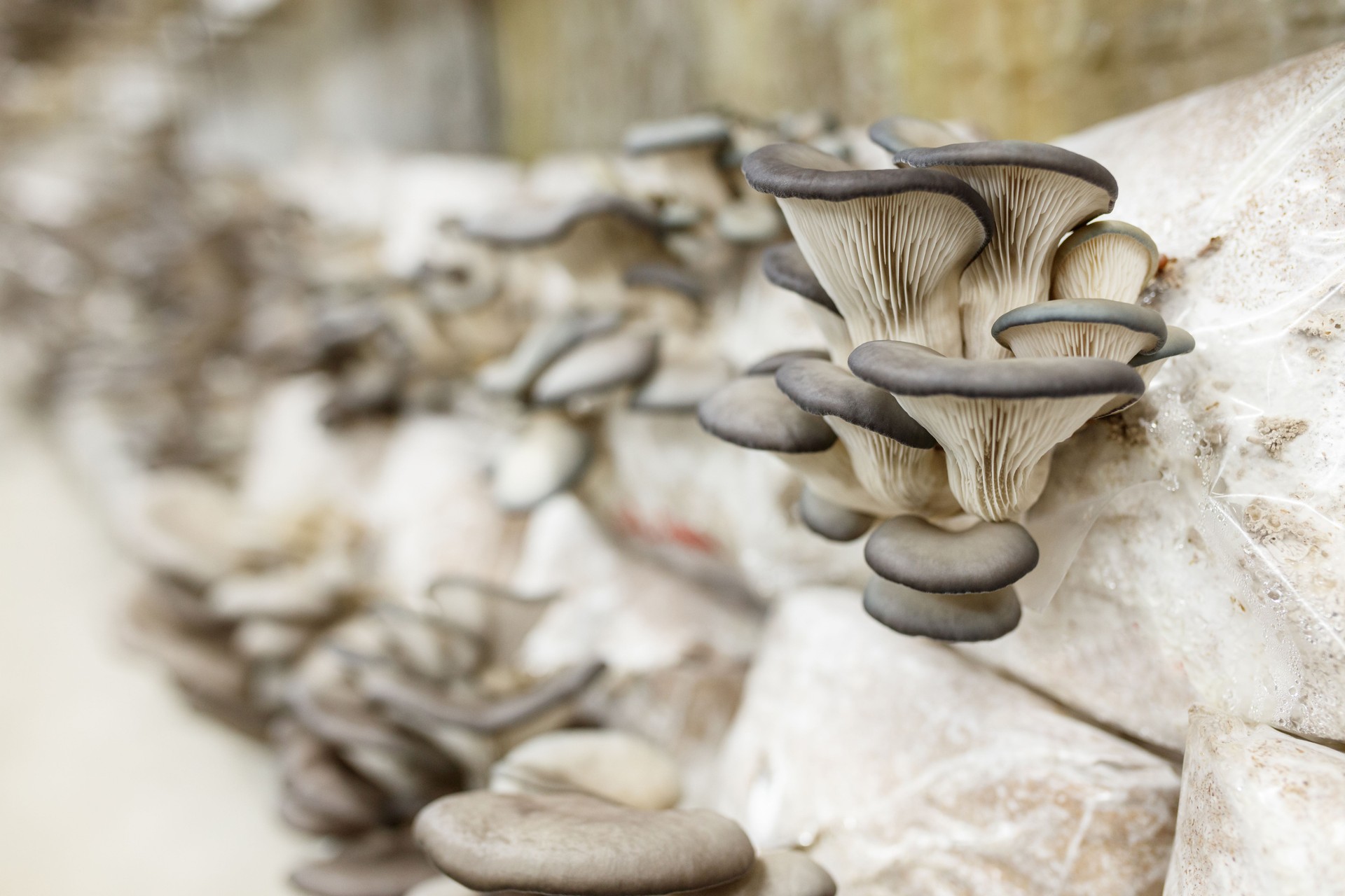 Close-Up of Freshly Grown Oyster Mushrooms on Cultivation Bags. Placed in Underground Man Made Cave