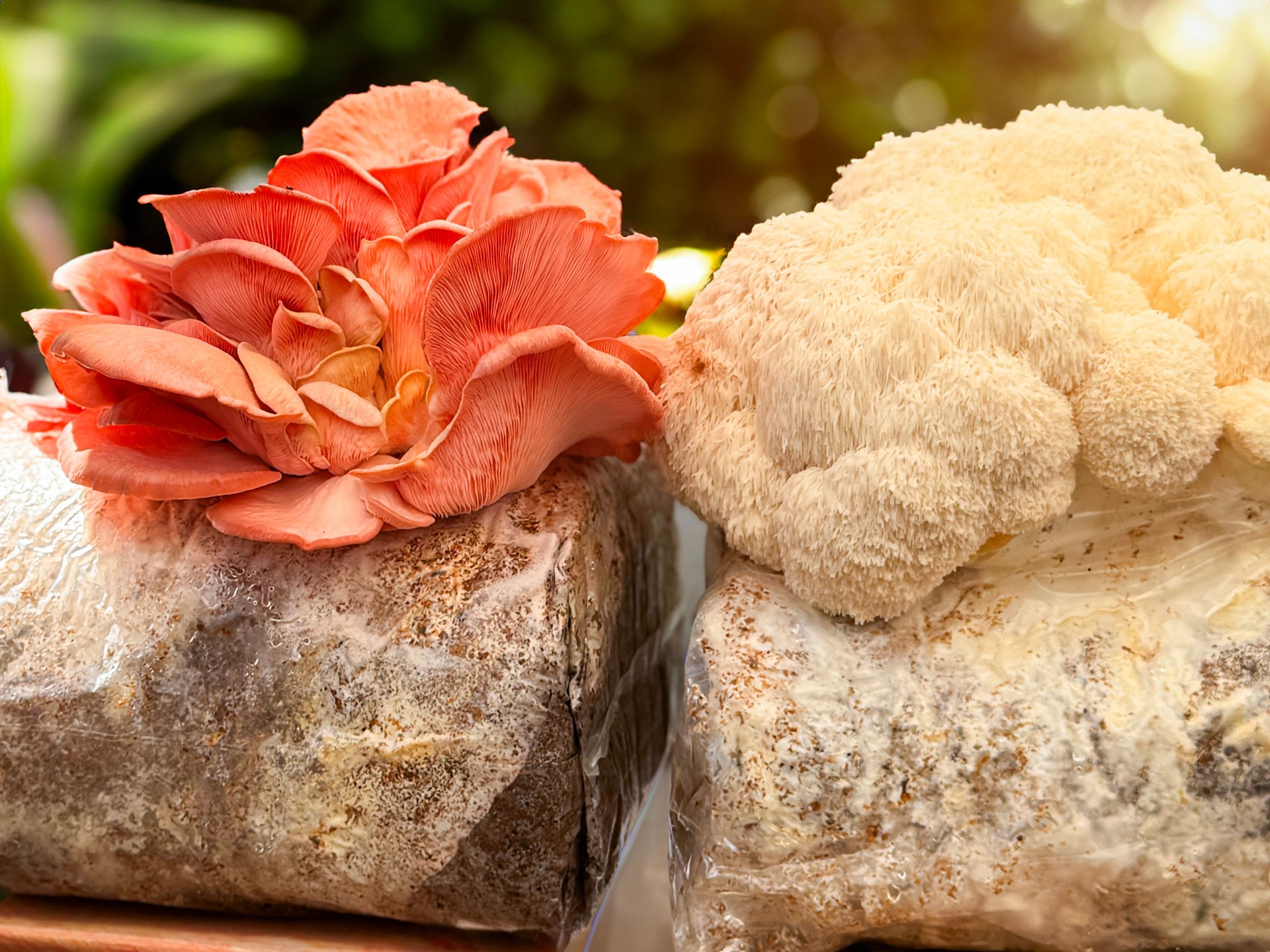 Close-up image of pink oyster mushroom (Pleurotus djamor) and Lion's mane mushroom (Hericium erinaceus) mixed straw log growing kits, blurred green background, focus on foreground